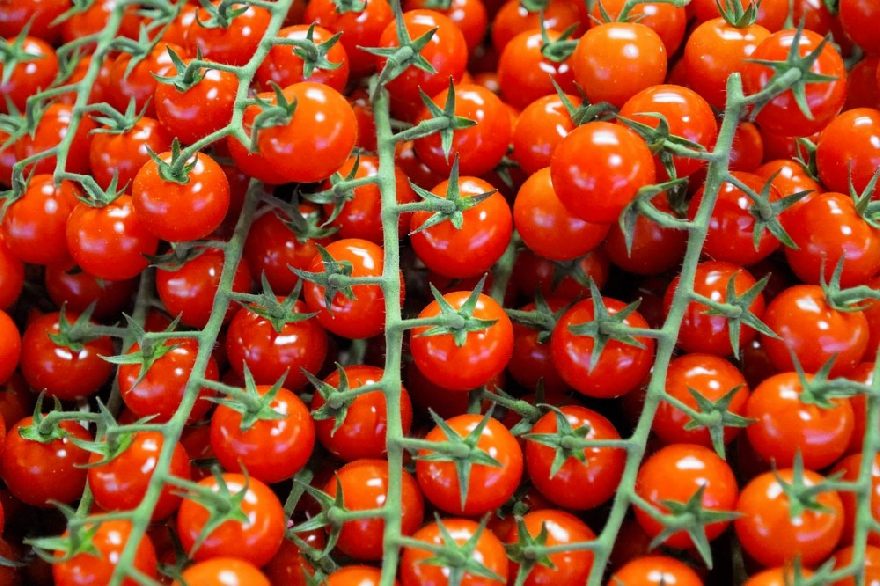 tomaten in fülle